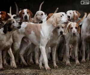 Puzle Cães de caça