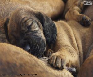 Puzle Cão-farejador-de-hanôver