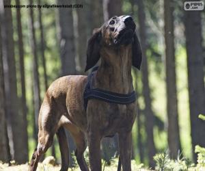 Puzle Cão-farejador-de-hanôver