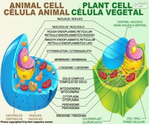 Puzle Célula animal e vegetal