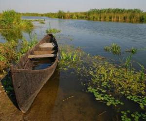 Puzle Delta do Danúbio, no delta do maior e mais bem preservadas da Europa. Roménia.