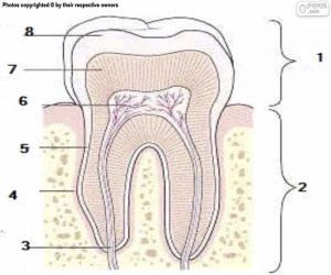 Puzle Dente humano