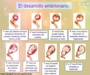 Puzle Desenvolvimento do feto (espanhol)