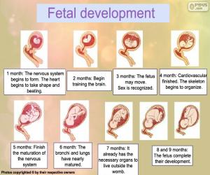 Puzle Desenvolvimento fetal (inglês)