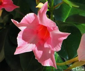 Puzle Dipladenia rosa flor