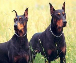 Puzle Dobermann