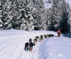 Puzle Dogsledding