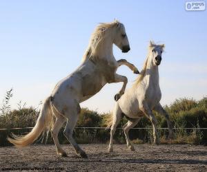 Puzle Dois cavalos brancos