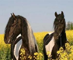 Puzle Dois cavalos entre as flores