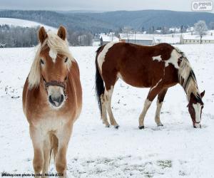 Puzle Dois cavalos na planície nevado