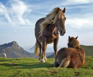 Puzle Dois cavalos pastando nas montanhas