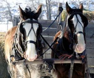 Puzle Dois cavalos puxando uma carroça