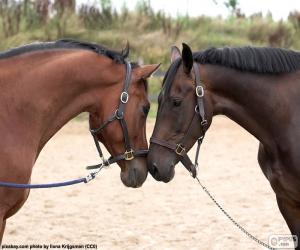 Puzle Dois cavalos rosto a rosto