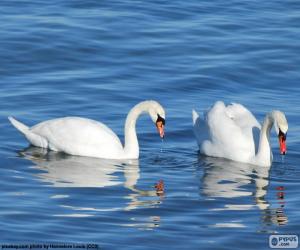 Puzle Dois cisnes elegantes