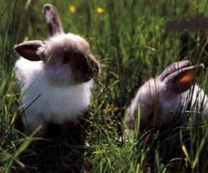 Puzle Dois coelhos jovens na grama