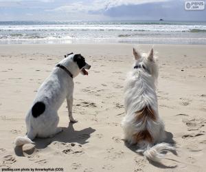 Puzle Dois cães na praia