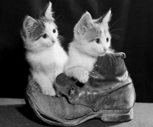 Puzle Dois gatinhos em cima de uma bota
