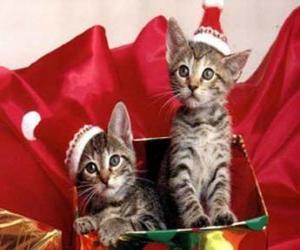 Puzle Dois gatos com Santa Claus chapéu em uma caixa para presente