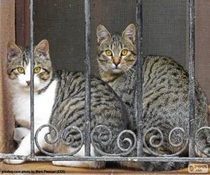 Puzle Dois gatos em uma janela