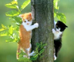 Puzle Dois gatos escalando uma árvore