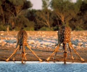 Puzle Dois girafas, beber em um lago na savana