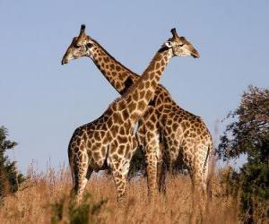 Puzle Dois girafas