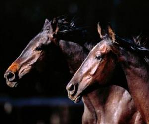 Puzle Dois magníficos cavalos