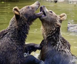 Puzle Dois ursos na água