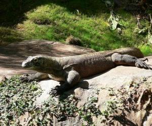 Puzle Dragão-de-komodo ou crocodilo-da-terra