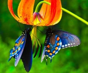 Puzle Duas borboletas em uma flor