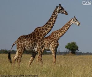 Puzle Duas girafas em Savannah