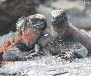 Puzle Duas iguanas marinhas