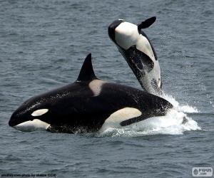 Puzle Duas orcas