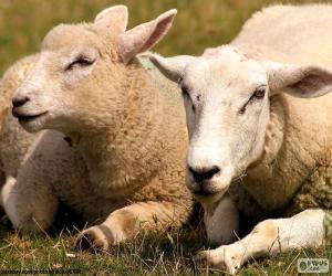 Puzle Duas ovelhas