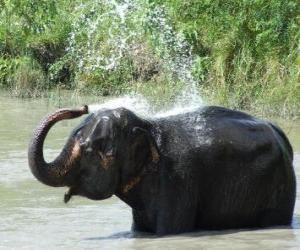 Puzle Ducha do elefante - Elefante se refresca com a água de um açude no sol da savana
