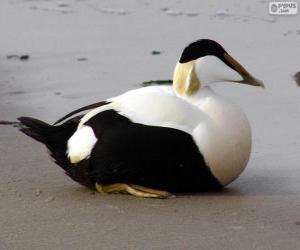 Puzle Eider-edredão