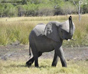 Puzle Elefante com o tubo em alta