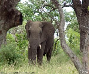 Puzle Elefante comendo grama