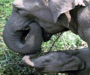Puzle Elefante comendo