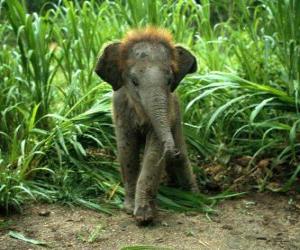 Puzle elefante do bebê