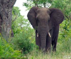 Puzle Elefante grande nas madeiras