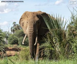 Puzle Elefante na floresta