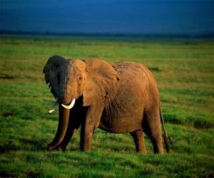 Puzle Elefante na savannah
