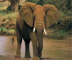 Puzle Elefante