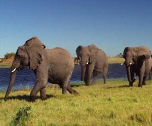 Puzle Elefantes caminhando