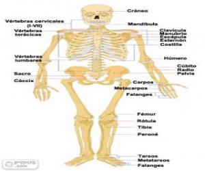 Puzle Esqueleto humano. Os ossos do corpo humano (espanhol)
