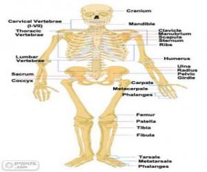 Puzle Esqueleto humano. Os ossos do corpo humano (inglês)