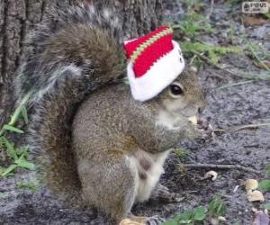 Puzle Esquilo com o chapéu de Papai Noel