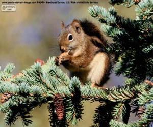 Puzle Esquilo-vermelho em uma árvore