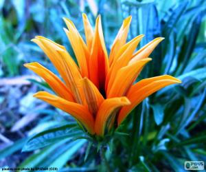 Puzle Exótica flor cor laranja